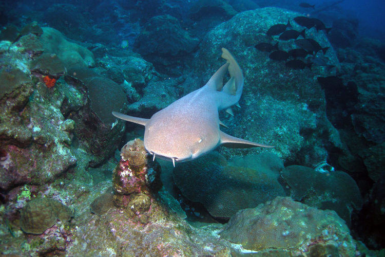 Nurse shark.